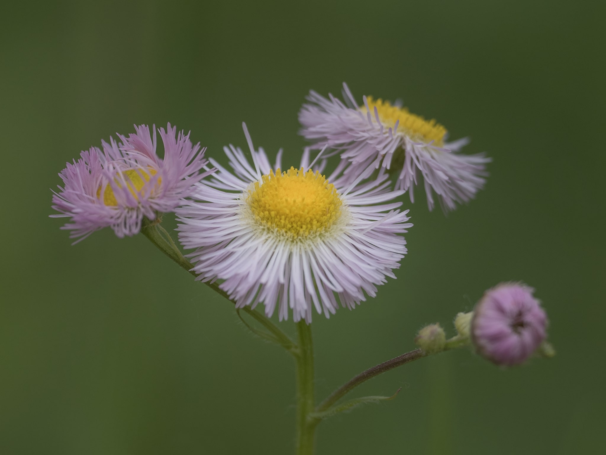 Pink Aster